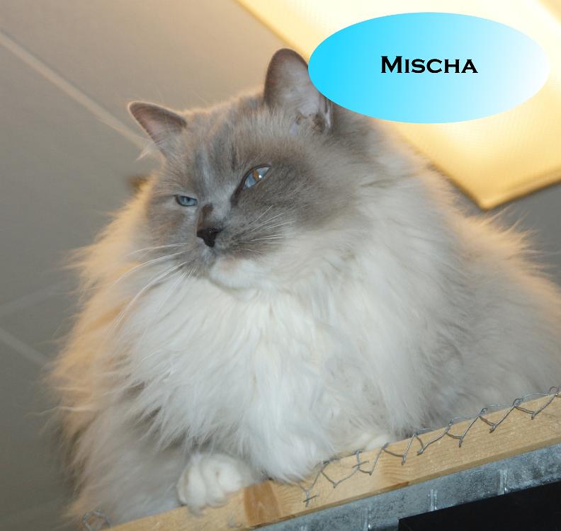 mischa (002)